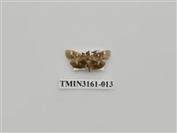 藏品(螟蛾327)的圖片